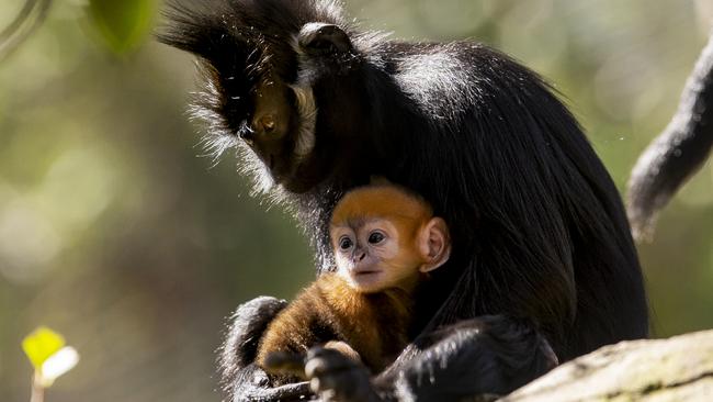 A langur and baby at Taronga Park Zoo. Picture: Rick Stevens