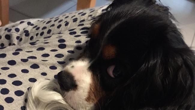 Cavalier king charles Frodo was poisoned with rat bait, his owners believe. Picture: Supplied