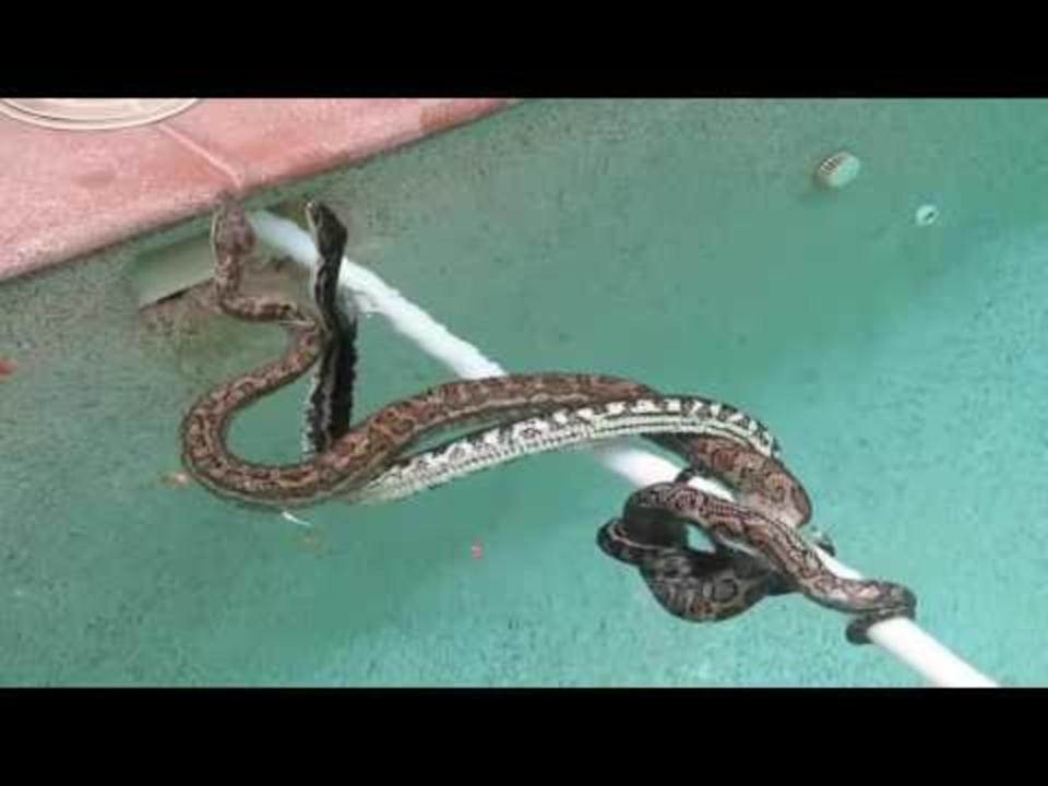 Male Pythons Wrestle for Right To Mate