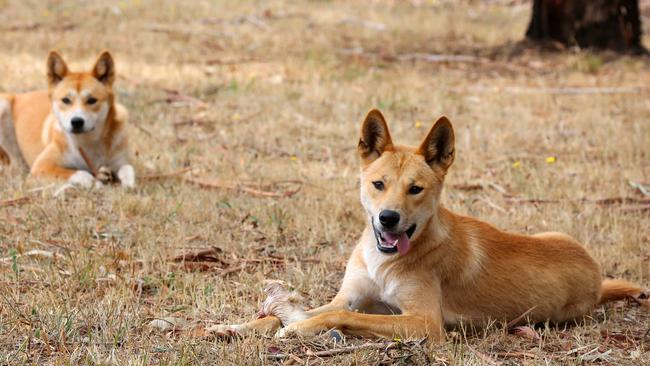 File picture of dingoes.