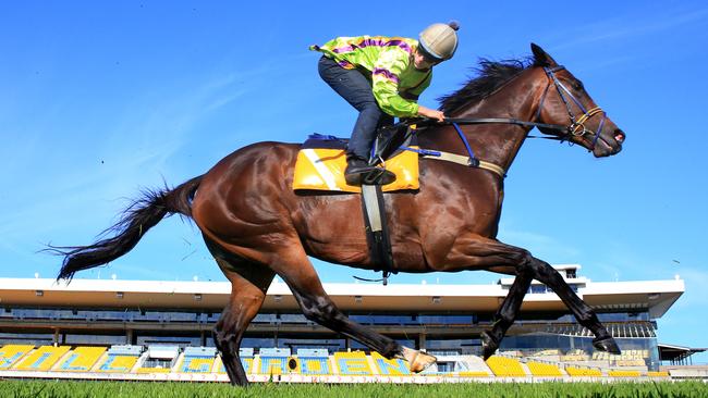 Solicit will be hard to beat at Randwick on Saturday. Picture: Mark Evans