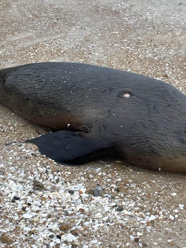 The juvenile fur seal sustained puncture wounds to its body and flippers. Picture: Supplied