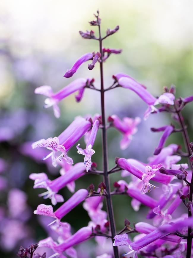 Plectranthus ‘Mona Amethyst’