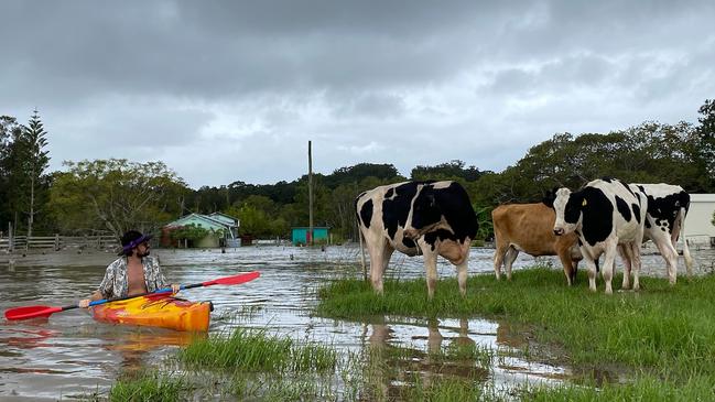 Kayakers rescue cattle in the Manning region,