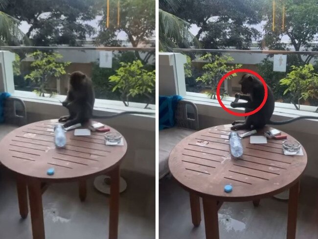aussie shocked by monkey's act in hotel