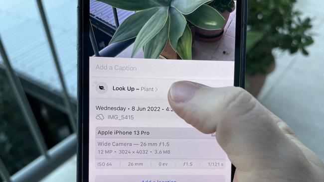 The ‘Visual Look Up’ feature is available on the iPhone XS, iPhone XR, or later with iOS 15. Picture: Elly Awesome