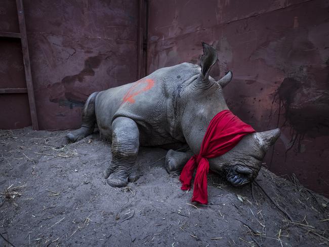 World’s last male northern white rhino dies, aged 45 | news.com.au