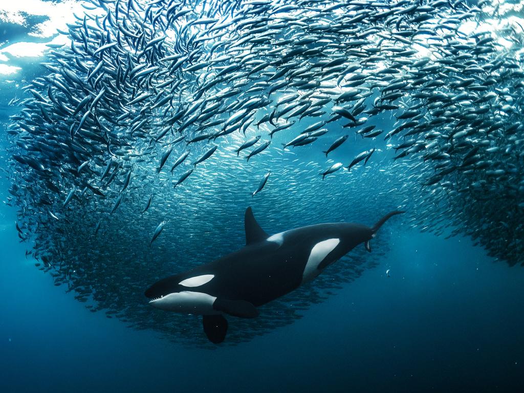 Shot in the fjords of Northern Norway, this orca hunting herring was the runner up in the underwater category. Battling limited visibility, fast-paced action, cold surface and water temperatures as well as swimming with orca, the photographer’s freediving skill allowed them to capture this wild image. Picture: Andy Schmid/Nature TTL