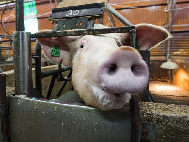 A sow inside a farrowing pen.