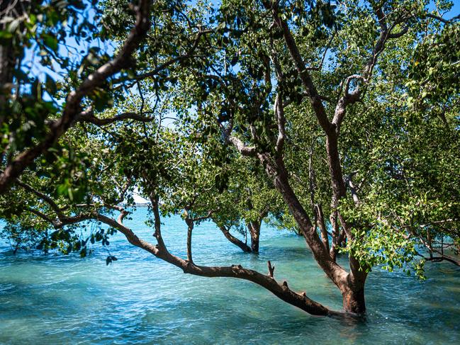 A man who became trapped in mangroves at a Darwin creek in the early hours of this morning has been rescued by police. Picture: Che Chorley