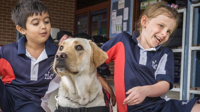 Tiny Rocky the Smart Pups Assistance Dogs is diabetic’s lifeline ...