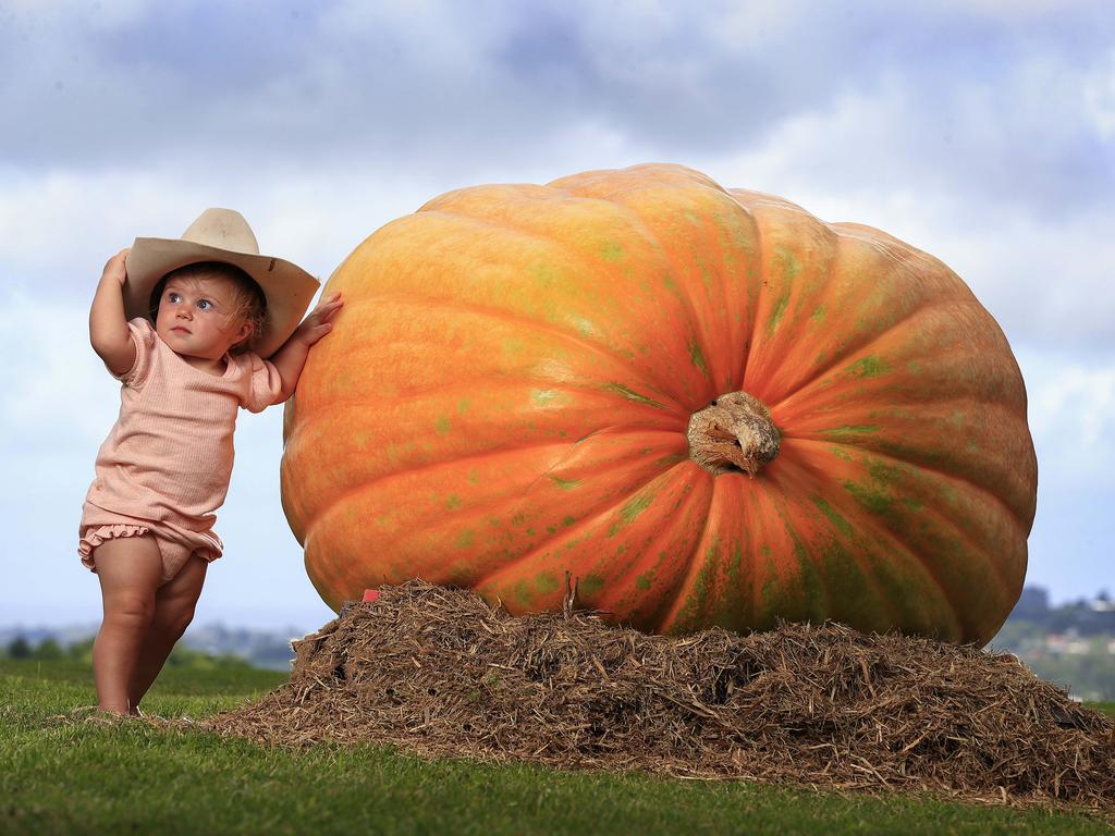 Olivia Butler, 1, has a ball with a giant pumpkin grown by her grandma for the Summerland Festival. Picture: Adam Head