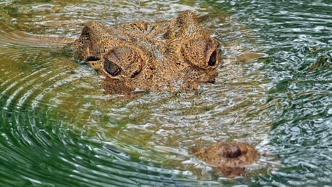 Spring and summer months are breeding and laying season for crocodiles.