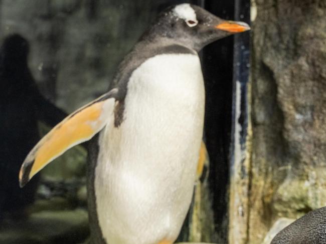 Same-sex penguins Sphen and Magic are celebrating their third anniversary at SEA LIFE Sydney Aquarium. Picture: Supplied via NCA NewsWire