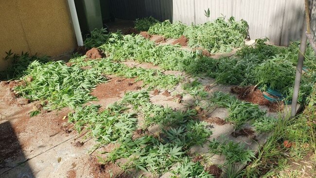 Detectives searched a home in Torrensville and located more than 200 cannabis plants, almost 30kg of dried cannabis and hydroponic equipment. Pic: SAPOL