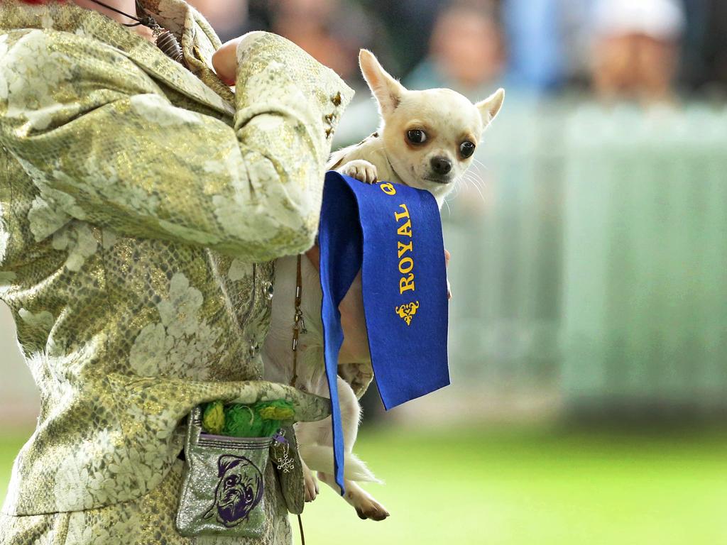 A chihuahua at this year’s Ekka dog show. Picture: Zak Simmonds