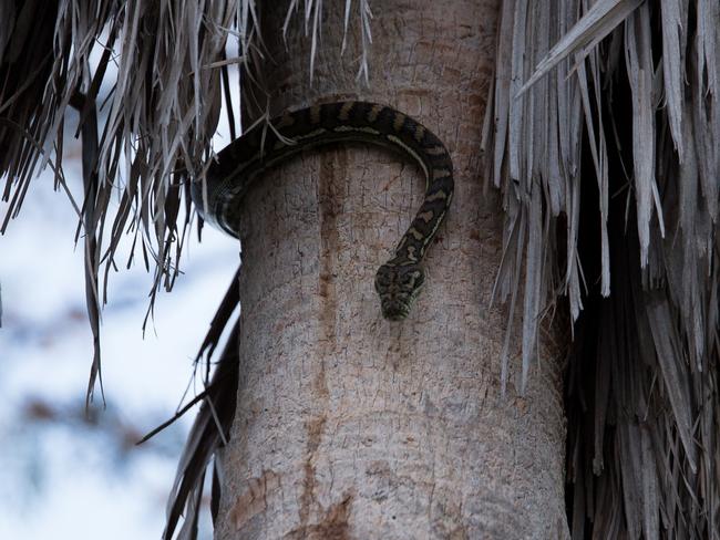 The McMaster children are working on a name for the carpet python living in their backyard. Picture: Michelle McMaster