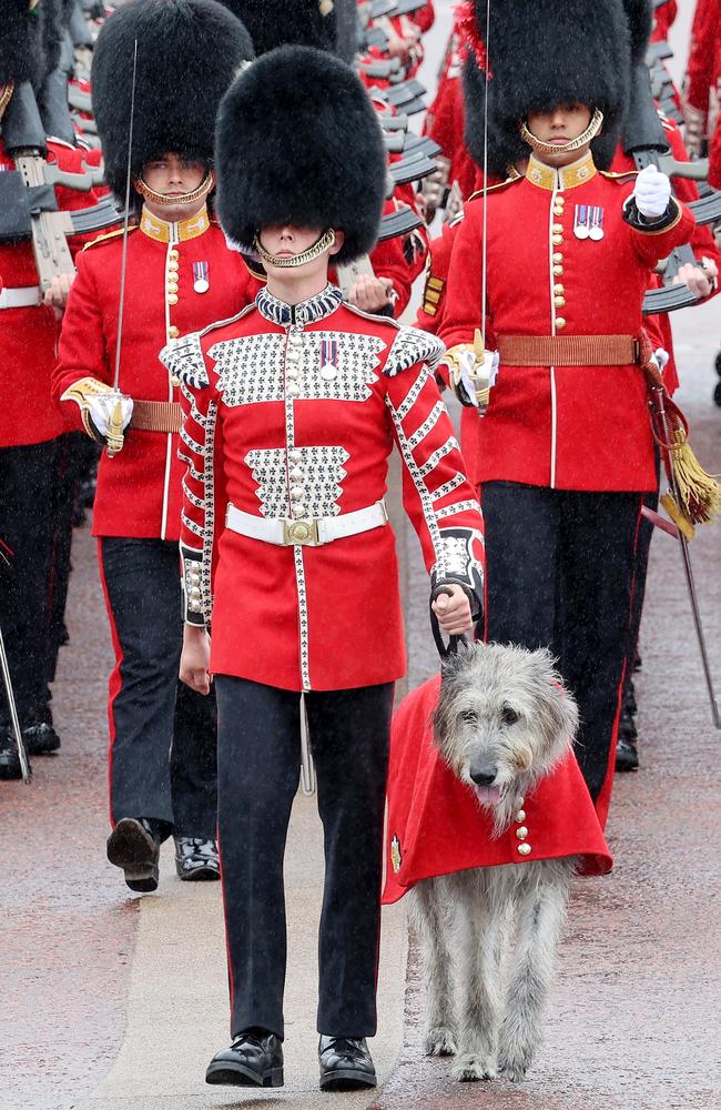 The Irish Guards mascot, an Irish Wolf Hound named Turlough Mor but affectionately known as Seamus, is led across the square by a scarlet-coated drummer and presented to the regiment as the soldiers line up during Trooping the Colour. Picture: Getty