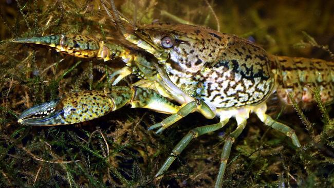 Marbled crayfish a mutant capable of cloning itself | news.com.au ...