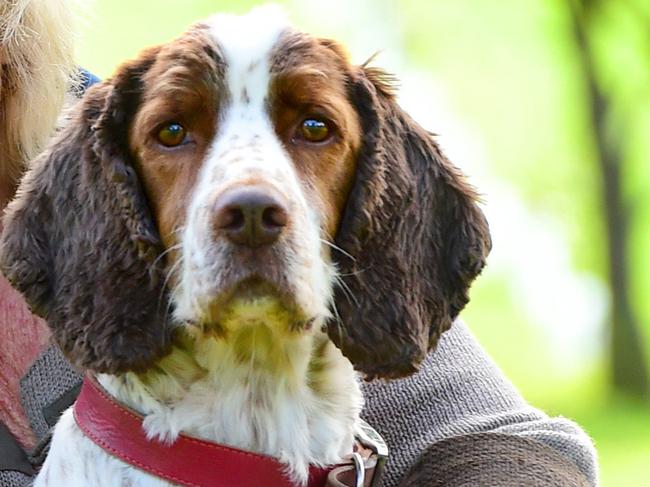 FARM: Jenny McAuley, Red Hill Truffles Jenny McAuley grows truffles at Red Hill. She hunts them with her dog, English Springer Spaniel named Thomas. Her produce will be featured in "Meet the MakersÓ Truffle Festival weekend, July 15-17, at Red Hill. PICTURE: ZOE PHILLIPS