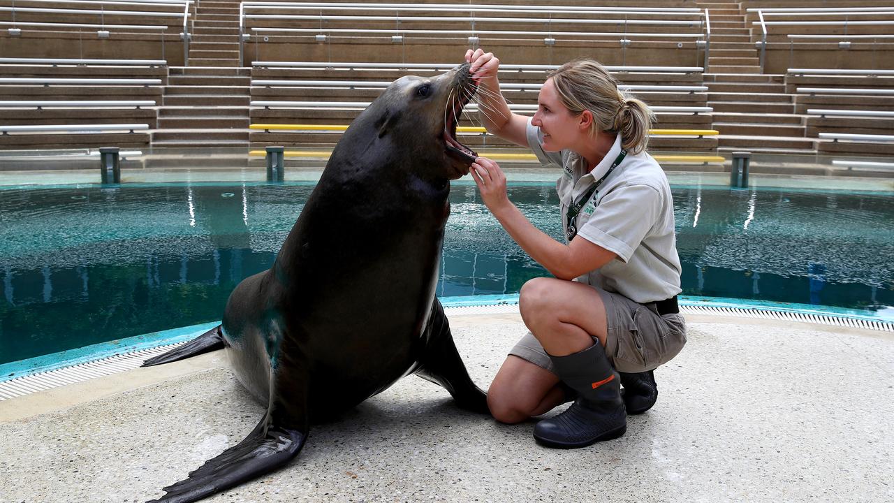 Marine keeper Adrienna van Gogh trains Murphy the Californian sea lion in front of an empty seal theatre at Taronga Zoo. Picture: Toby Zerna