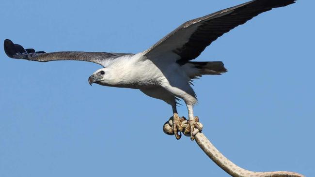 White-bellied sea eagle captures a huge sea snake. Picture - Sunshine Coast photographer Glen Vidler.