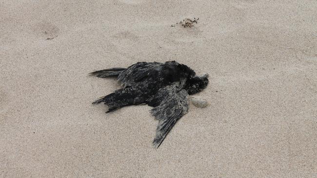 NSW national parks and wildlife services said the mutton-bird deaths were a yearly phenomenon. Picture: Tom McGann