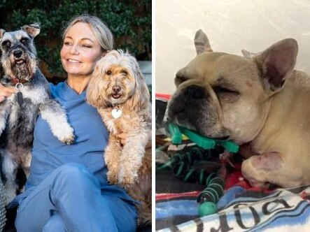 Vet Abbie Tipler has criticised a couple for complaining about the price of their French Bulldog's vet bill. Picture: Instagram / ACA