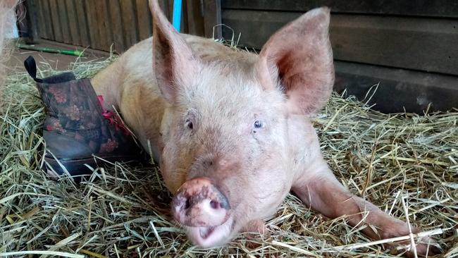 BATHS THE TOP SOLUTION: The Contented Pig Inn Rescue Sanctuary at Tuntable Creek is under threat following complaints about the odour from the property. Photo: Supplied