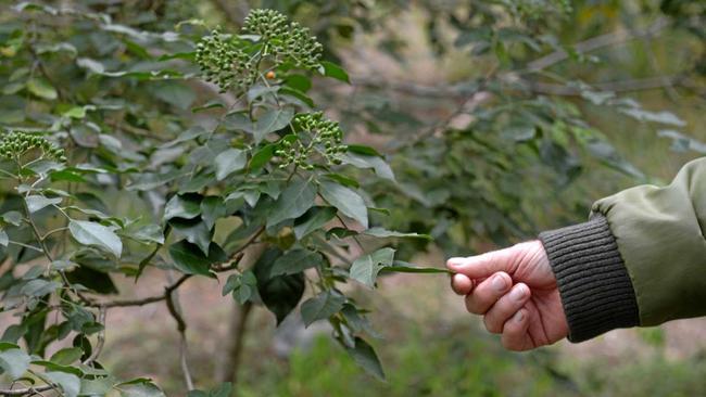Among Mr Newby's favourites is the lime berry, which attracts thousands of butterflies in warmer seasons. Picture: Jann Houley