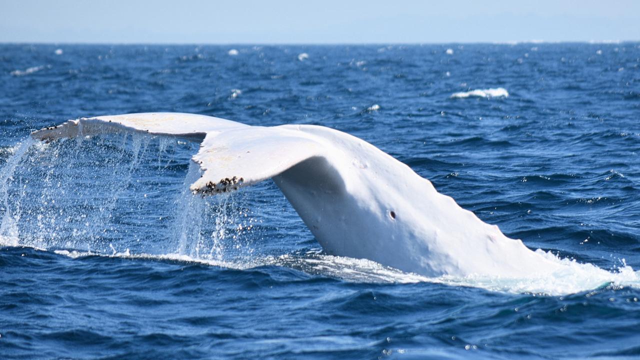 Whale watching for Migaloo the white humpback | KidsNews