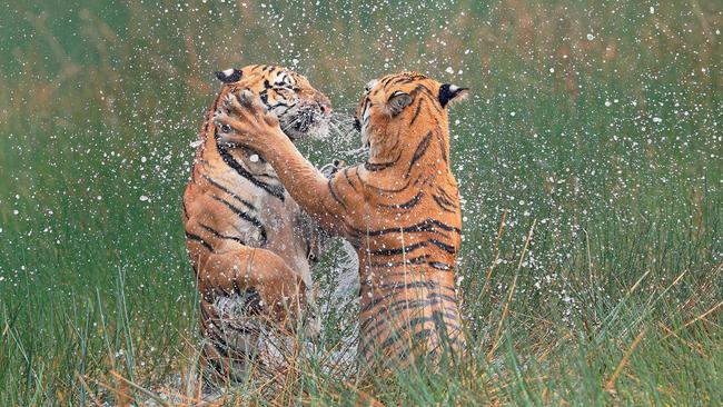 This picture of a mother tiger playing with her cub at a reserve in India took out Highly Commended in the Animal Behaviour category of the WildlifePhoto.com 2016 Photo Competition Series. Picture: Vinod Bartakke