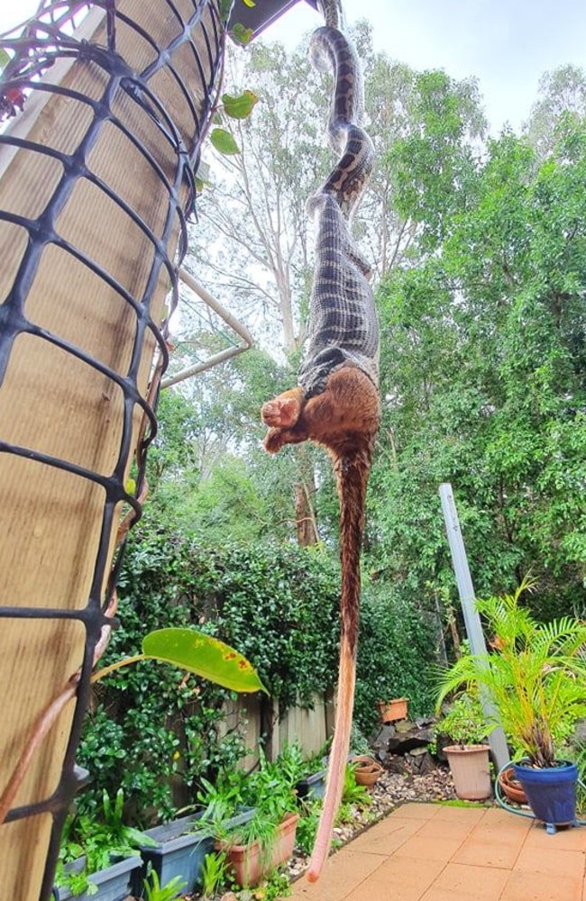 A Carpet Python eating a large possum at a home in Mooloolaba. Photo: Sunshine Coast Snake Catchers 24/7