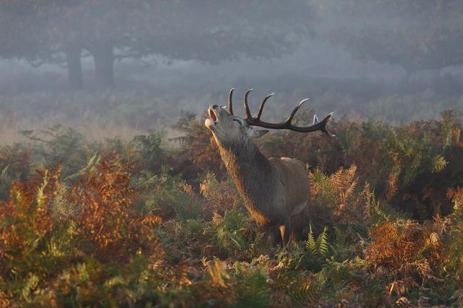 2014 National Geographic Photography Contest ... Honorable Mention Nature Photo: “Stag Deer Bellowing”. Stag Deer bellowing in Richmond Park Location: Richmond Park, London, UK. Picture: Prashant Meswani /National Geographic 2014 Photo Contest