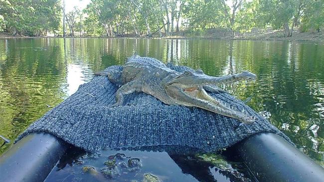 A freshwater crocodile -like this one - which bit a man at a National Park in North Queensland will not be removed after authorities deemed it ‘not a risk’ to people.