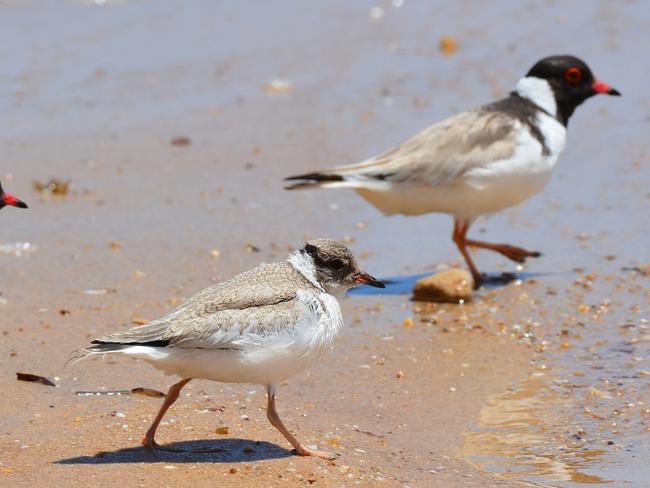 Hooded Plovers and a juvenile chick at Ochre Cove. Picture: Ash and Sue Read