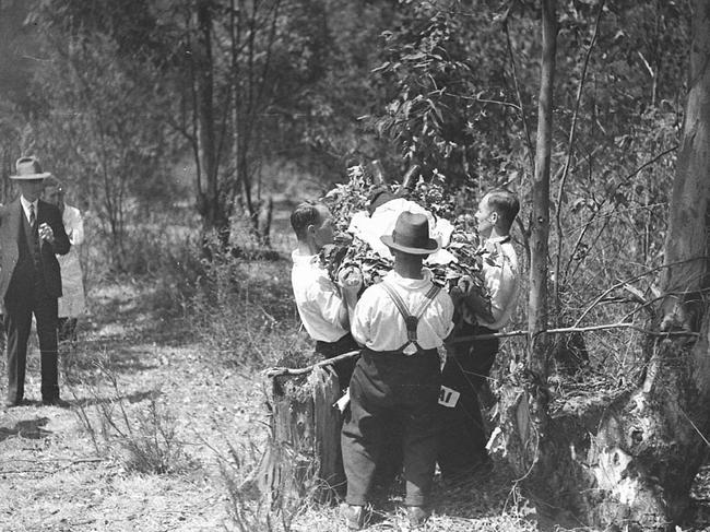 Ambulance rescue in bushland near Pennant Hills circa 1938. Picture: State Library of NSW