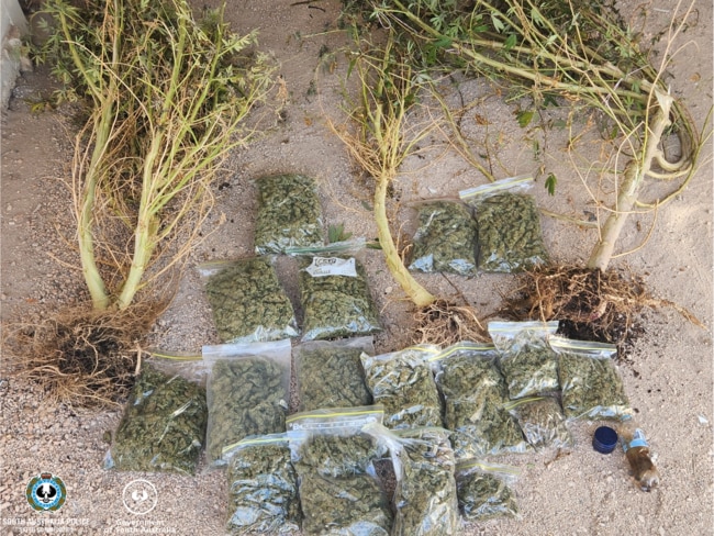Cannabis found at Port Vincent. Picture: SAPOL
