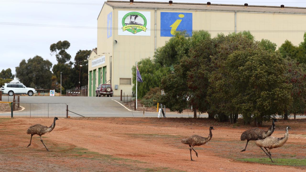 Emus mob Peterborough as dry conditions make food and water scarce. Picture: Tait Schmaal
