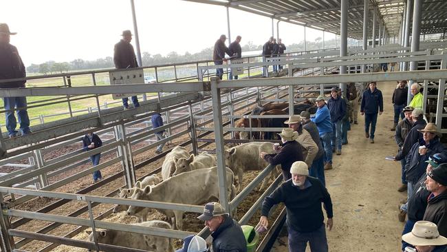 Numbers were thin on the ground at the Wodonga store cattle sale as restocker interest was all but absent.