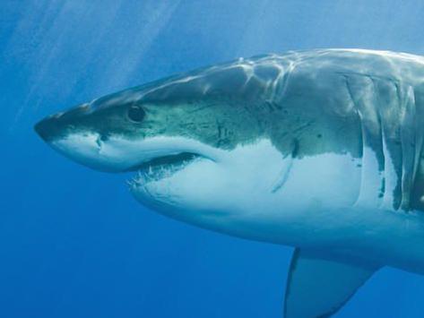 Webgrab of a Mako Shark. Z-Migr-AllFuturePic