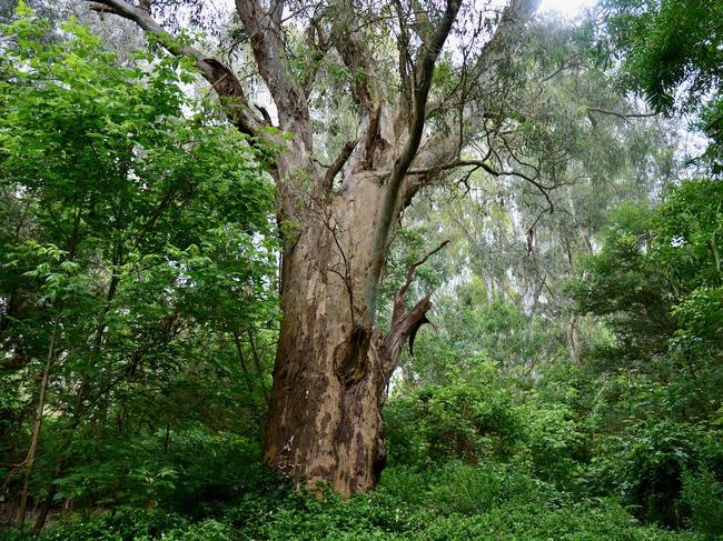 A river red gum in Ivanhoe East.