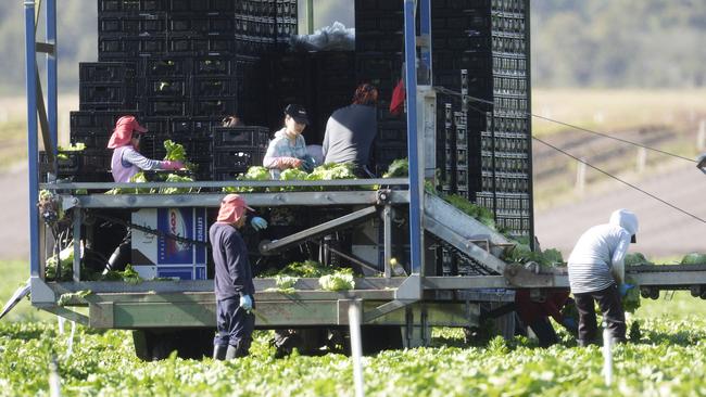 Farms shouldn’t have to rely on overseas workers, especially when there are so many Australians currently receiving the dole.