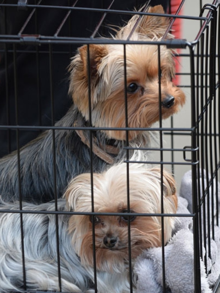 While the dogs were threatened with euthanasia, they were eventually flown back to the US. Picture: News Corp Australia.