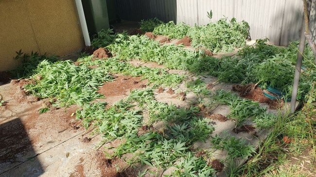 Detectives searched a home in Torrensville and located more than 400 cannabis plants, almost 40kg of dried cannabis and hydroponic equipment. Pic: SAPOL