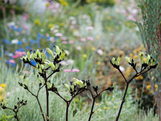 Black kangaroo paw and other natives in Perth’s Kings Park. Picture: Bec Oldmeadow