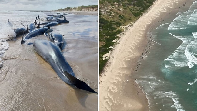 More than 150 whales have become stranded on a beach on Tasmania's west coast. Photo: Supplied