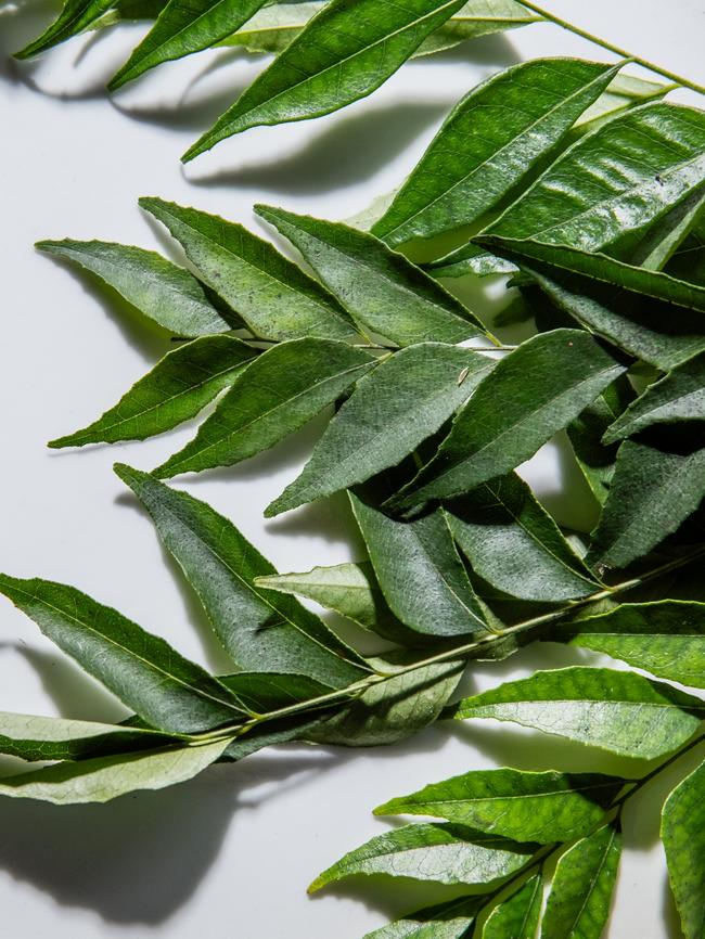 Curry leaves. Picture: Nikki To