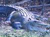 Defence rejects safety fail after soldiers mauled by croc