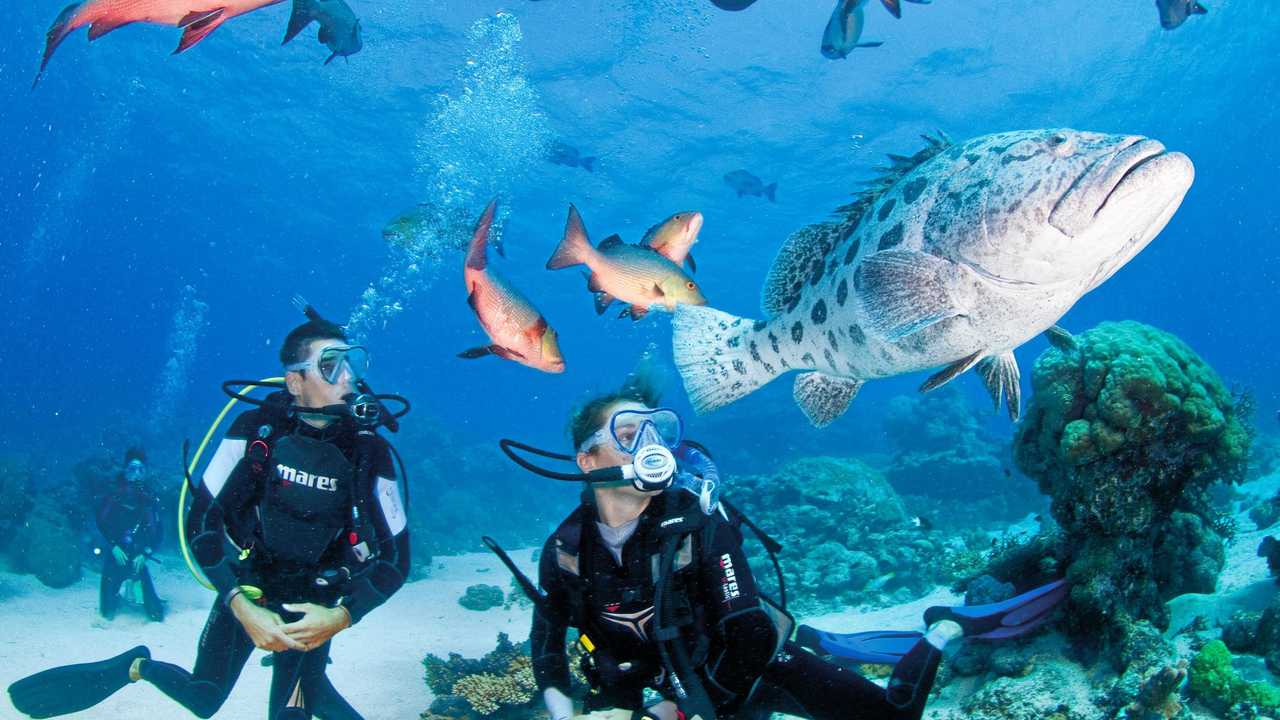 Airlie Beach residents have easy access to the Great Barrier Reef. Picture: Darren Jew